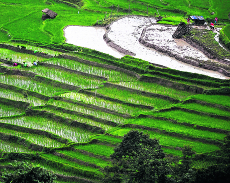 Indigenous crop varieties nearing extinction on large scale from Myagdi